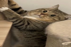 Dieser Katzenblick