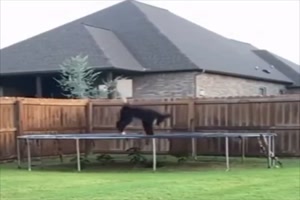 Der Hund liebt das Trampolin