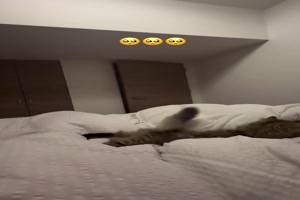 Lustige Katze