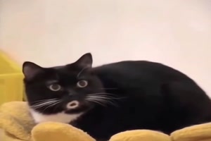 Pfeifende Katze