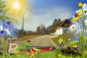 Nur ein sch�nes Lied 7