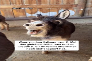 Der blickt nichts