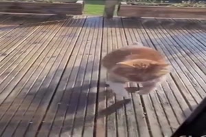 Katzen sind lustig