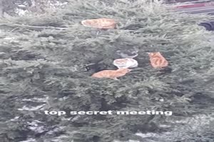 Geheimes Treffen der Katzen