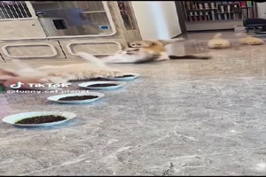 Katzen eben