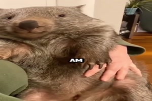 Der Wombat