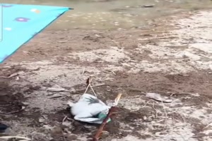 Hängematte für den Frosch