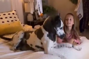 Film wird spannend und der Hund rutscht nher