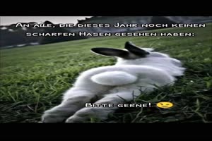 Scharfer Hase