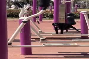 Dem Hund gef�llt es