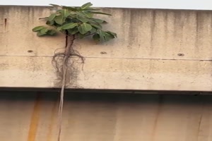 Ziemlich lange Wurzel