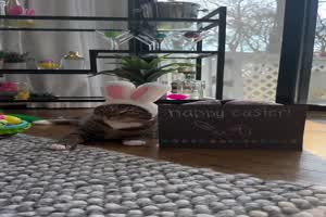 Die Katze wnscht dir frohe Ostern