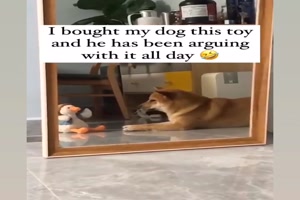 Lustiges Spielzeug für den Hund