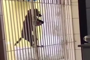 Er macht das nicht zum ersten mal