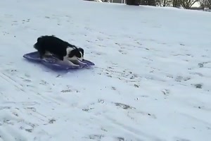 Bob fahren mag der Hund