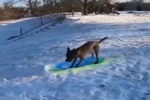 Der Hund hat Spa�