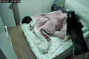 Hund kommt zum Zudecken