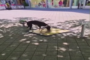 Das gef�llt dem Hund