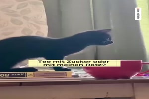 Einmal in den Tee geniest