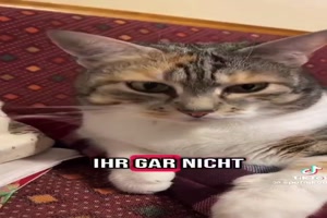 Katze sagt es direkt