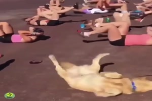 Der Hund ist voll dabei