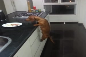 Typisch Dackel