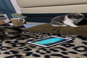 Katze und Tablet