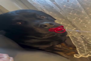 Lustige Hunde