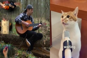 Katzen-Musik