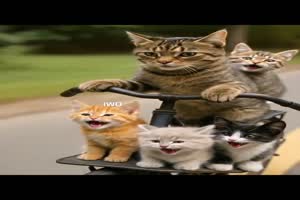 Da lachen die Katzen
