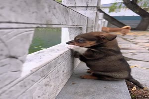 Hunde-Gucklcher