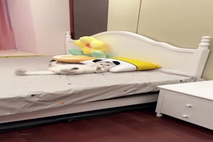 Gechillte Katze