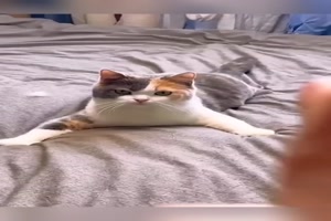 Katzen mit Schauspieltalent
