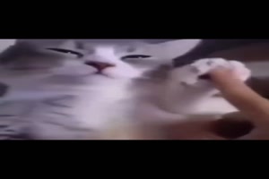 Bailando-Katze