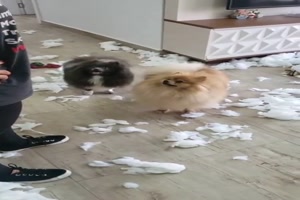 Hunde haben ganze Arbeit geleistet