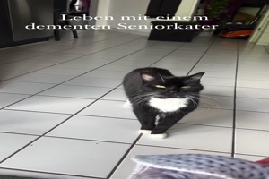 Katze hat was vergessen