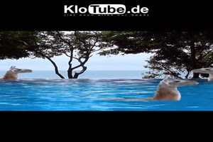 Klotube über Lamas