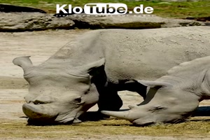 Klotube ber Nashrner