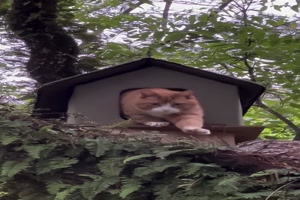 Katzenhuschen auf dem Baum