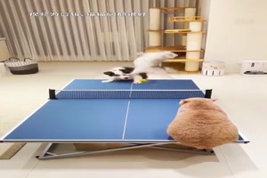 Tischtennis mit den Tieren