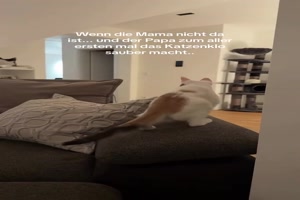 Er muss zum ersten mal das Katzenklo subern