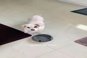 Das finden die Hunde gar nicht lustig