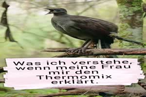 Er versteht nichts
