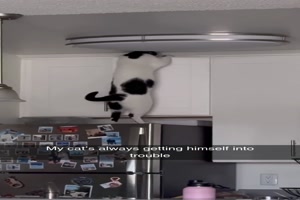 Katze macht den Schrank auf