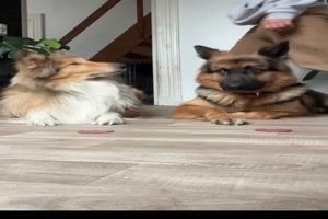 Vertrauenstest mit den Hunden