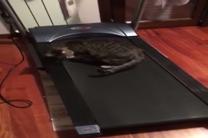 Katze mag das Laufband