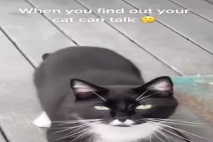 Katzengesprche