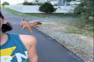 Hund in der Zwickmhle