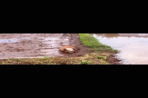 Hund im Schlamm