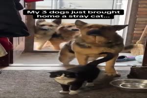 Hunde bringen Streunerkatze mit